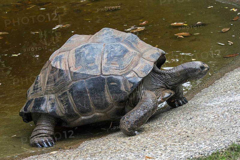 Aldabra giant tortoise (Aldabrachelys gigantea) (Testudo gigantea) native to the islands of the Aldabra Atoll in the Seychelles leaving pond