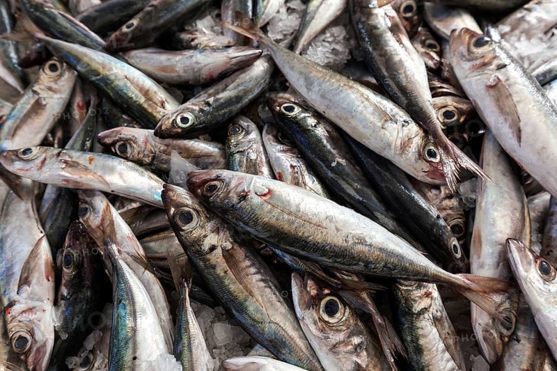 Herring (Clupeidae), fish market, market hall Mercado dos Lavradores, Funchal, Madeira Island, Portugal, Europe