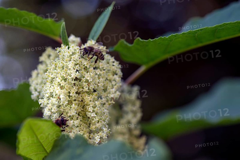 Flowering Japanese knotweed (Reynoutria japonica) with honeybee, Apis), Bavaria, Germany, Europe