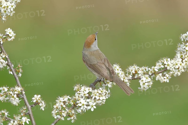 Blackcap (Sylvia atricapilla), female, sitting in flowering blackthorn (Prunus spinosa), animals, birds, migratory bird, songbird, spring, North Rhine-Westphalia, Germany, Europe