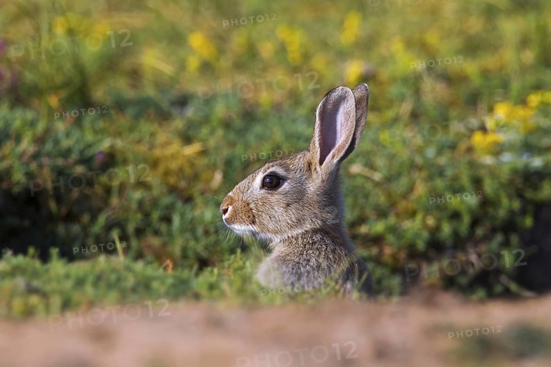 Alarmed young European rabbit (Oryctolagus cuniculus), common rabbit looking from entrance of burrow, warren in meadow