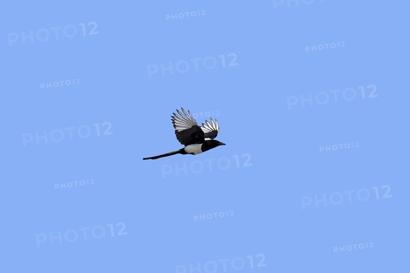 Eurasian magpie (Pica pica), common magpie in flight against blue sky