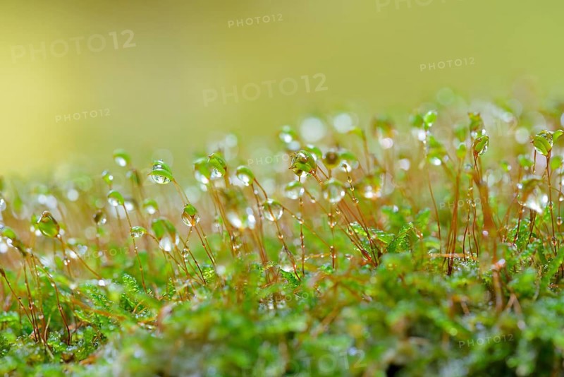 Moss, spore capsules with raindrops, Moselle, Rhineland-Palatinate, Germany, Europe