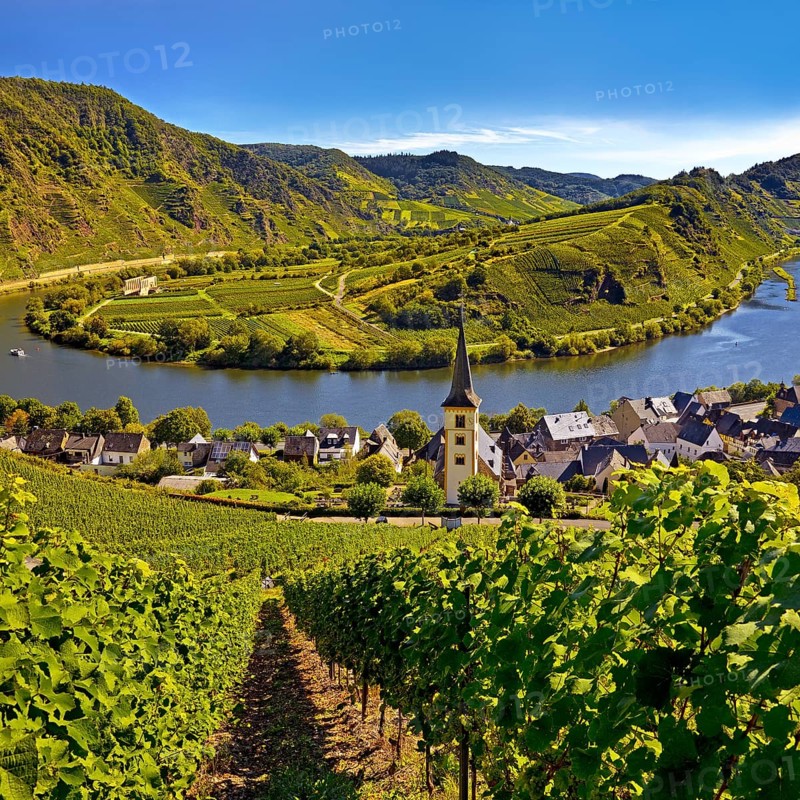 Moselle loop with vineyards and Saint Laurentius Church from the Bremmer Calmont via ferrata, Bremm, Rhineland-Palatinate, Germany, Europe