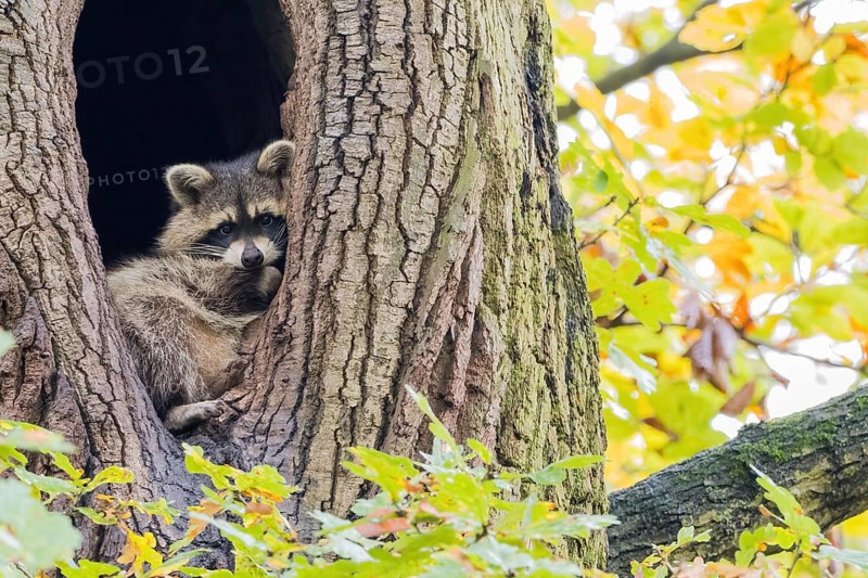 Raccoon (Procyon lotor) looking out of its tree den, autumnal ambience, Hesse, Germany, Europe
