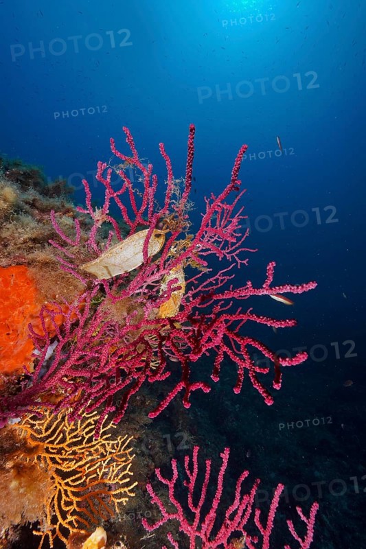 Two specimens of egg capsule of nursehound (Scyliorhinus stellaris) on violescent sea-whip (Paramuricea clavata) with open polyps in the Mediterranean Sea near Hyères. Backlight. Dive site Giens Peninsula, Côte dAzur, France, Europe