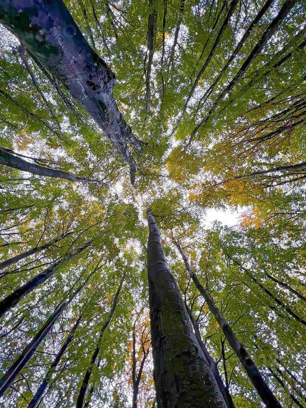 Autumn leaves, autumn atmosphere, colourful leaves, beech forest, view of the treetops, golden October, moor, Jasmund National Park, peninsula on the island of Rügen, Mecklenburg-Western Pomerania, Germany, Europe