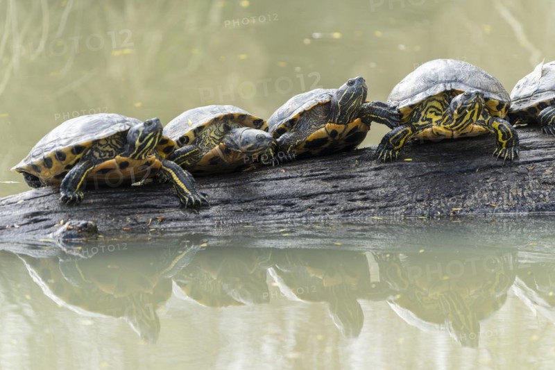 Red-eared slider turtles (Trachemys scripta elegans, Pseudemys scripta elegans) on a branch in a pond, France, Europe