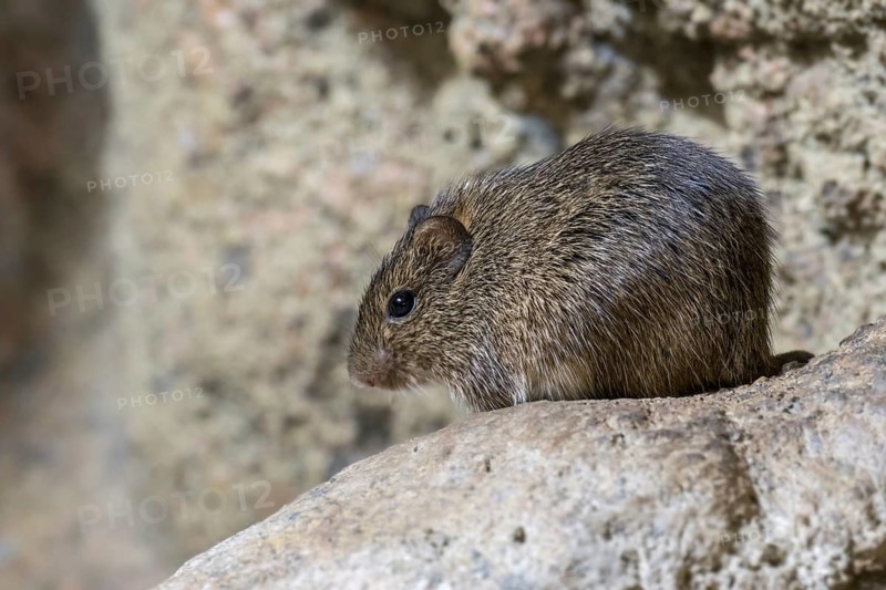 Hispid cotton rat (Sigmodon hispidus) rodent native to South America, Central America, and southern North America
