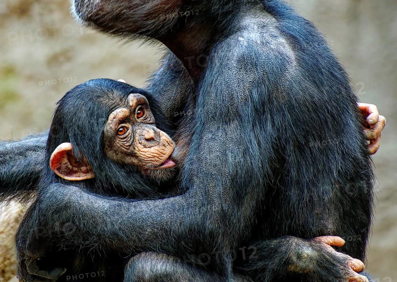 Animal portrait, western chimpanzee (Pan troglodytes verus) suckling her young, captive, distribution central and western Africa