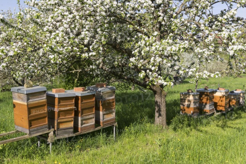 Beehives in meadow orchard with blossoming fruit trees, Rems Valley, Baden-Württemberg, Germany, Europe