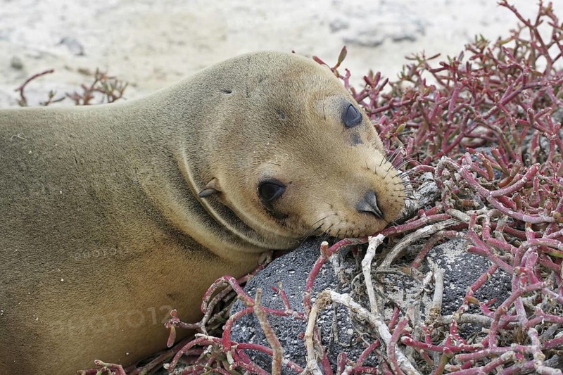 Galapagos sealion, Galapagos sea lion (Zalophus wollebaeki) portrait, Sombrero Chino, Chinaman's Hat on Santiago Island, San Salvador Island, Galapagos Islands, Ecuador, Latin America, South America