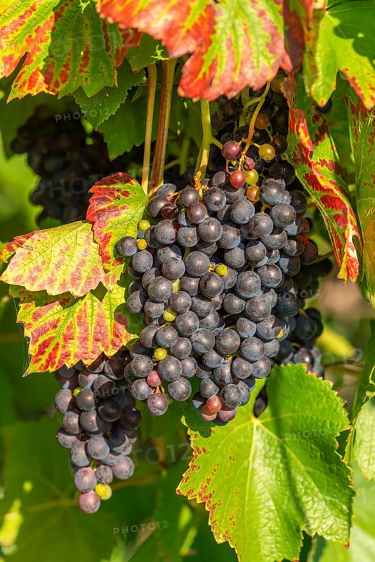 Ripe Pinot Noir grapes, Lake Constance wine-growing region, Birnau, Uhldingen-Mühlhofen, autumn, Baden-Württemberg, Germany, Europe