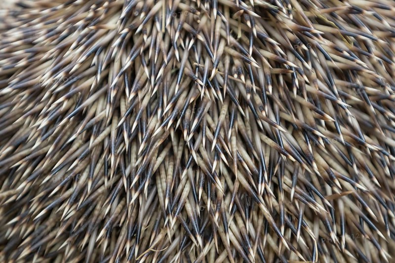 European hedgehog (Erinaceus europaeus) adult animal close up of its spines, Suffolk, England, United Kingdom, Europe