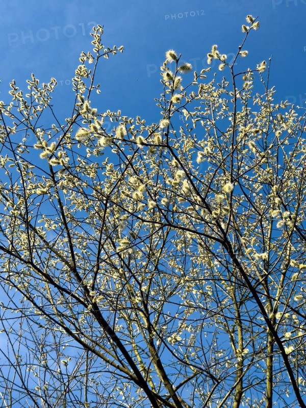 Native tree Shrub from the willow family goat willow (Salix caprea) Sal willow Palm willow sprouts flowers at the beginning of spring Willow catkins bloom, insect-friendly, Germany, Europe