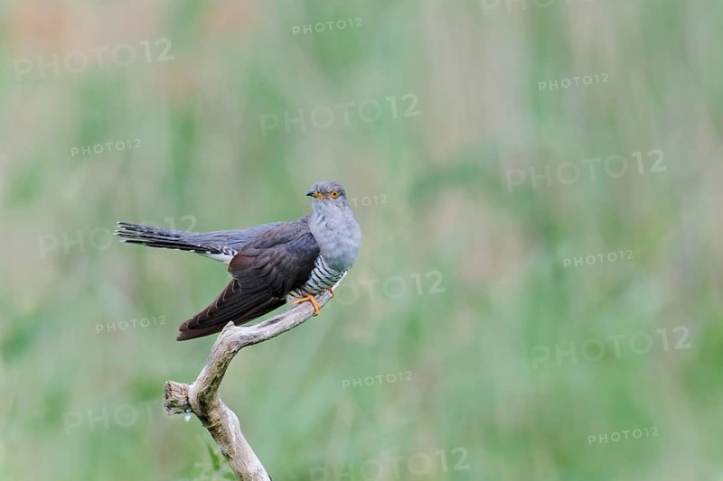Common cuckoo (Cuculus canorus) male, Lower Saxony, Germany, Europe