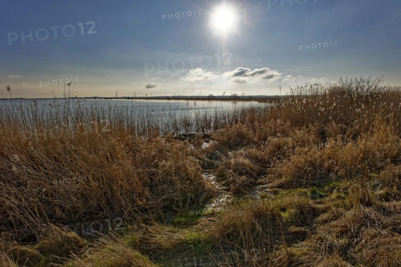 Low sun over the salt grass at Holmer See on the bay of Nordstrand. Beltringharder Koog nature reserve on the Wadden Sea. UNESCO World Heritage Site. Schleswig-Holstein, Germany, Europe