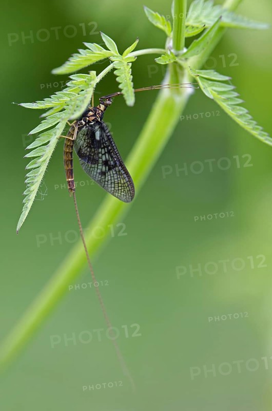 Mayfly Ephemera danica on leaf