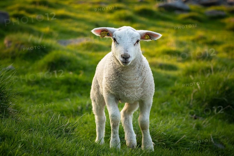 A lamb in a meadow at the time of the midnight sun in early summer in Lofoten, Norway, Europe