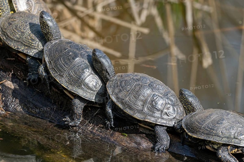 European pond turtles (Emys orbicularis), on a tree trunk, Germany, Europe