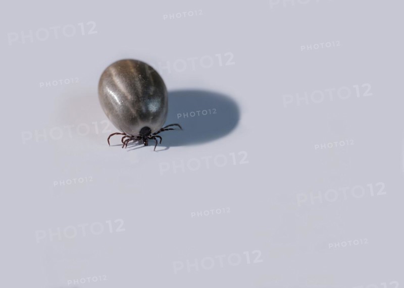 Ixodes ricinus, tick, mite, disease vector, TBE, Lyme disease, portrait, shadow