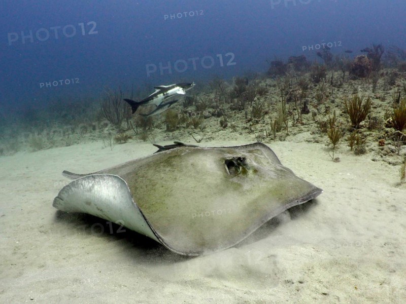 American stingray (Hypanus americanus) . Dive site Breakers, Palm Beach, Florida, USA, North America