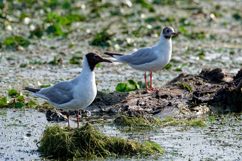 Black-headed Gulls at Lacul Isac, a lake in the Danube Delta. UNESCO Danube Delta Biosphere Reserve. Munghiol, Tulcea, Romania, Southeast Europe, Europe