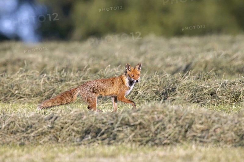 Solitary red fox (Vulpes vulpes) foraging, hunting mice and voles in freshly mowed meadow, cut grassland in summer
