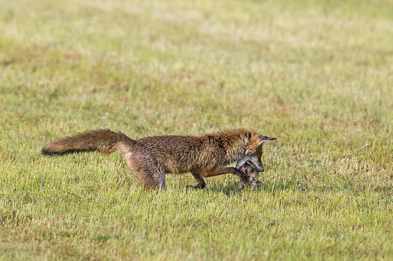 Red fox (Vulpes vulpes) hunting with mouthful of mice, voles in freshly mowed meadow, cut grassland to feed its kits, cubs in summer