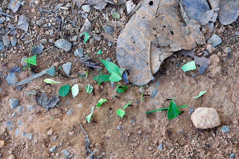 Leafcutter ants carrying part of a leaf, Serra da Canastra Mountains, Minas Gerais state, Brazil, South America