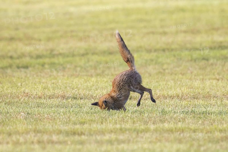 Hunting red fox (Vulpes vulpes) pouncing on mouse, vole prey in freshly mowed meadow, cut grassland in summer