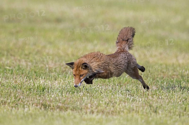 Red fox (Vulpes vulpes) hunting mice, voles by leaping through the air and pouncing upon the rodent in freshly mowed meadow, cut grassland in summer