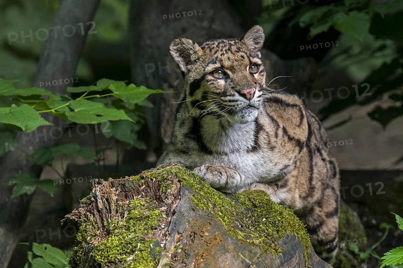 Mainland clouded leopard (Neofelis nebulosa) wild cat native to the foothills of the Himalayas through mainland Southeast Asia into South China