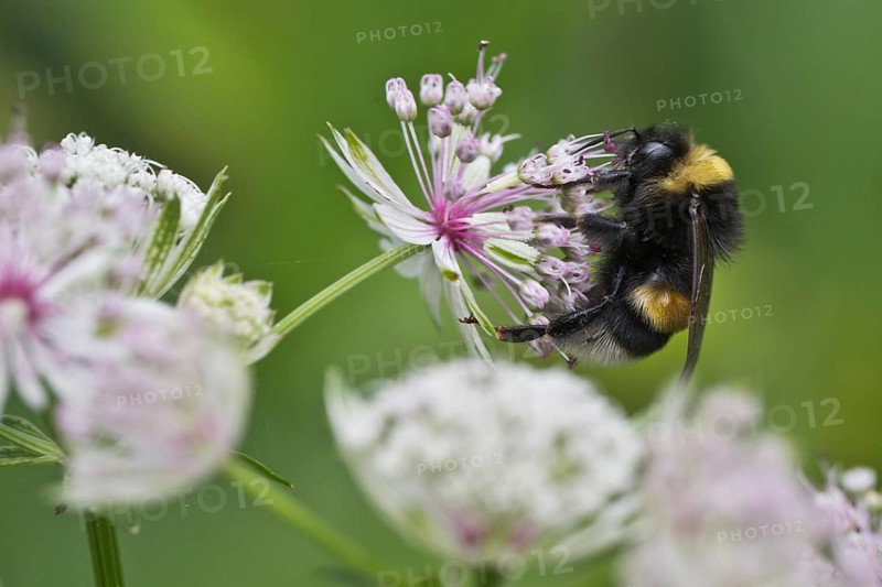 White-tailed bumblebee (Bombus lucorum) on Starthistle (Astrantia major), Emsland, Lower Saxony, Germany, Europe