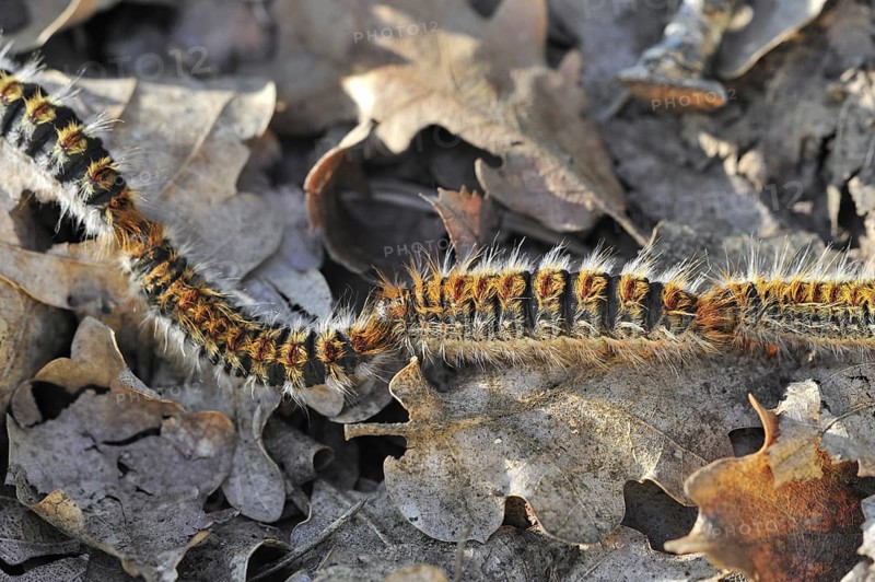 Pine processionary (Thaumetopoea pityocampa) moth caterpillars (Traumatocampa pityocampa) following each other in a long, head to tail procession on the forest floor, La Brenne, France, Europe