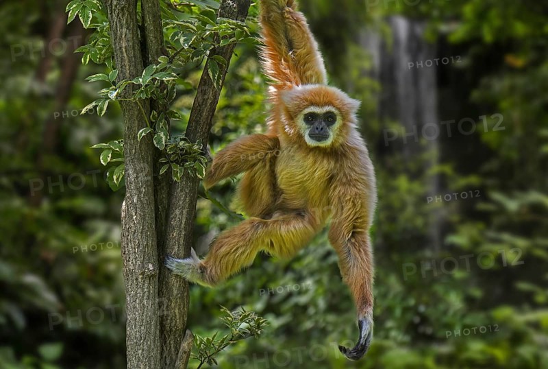 Lar gibbon, white-handed gibbon (Hylobates lar) in tropical rain forest, rainforest, native to Indonesia, Laos, Malaysia, Myanmar and Thailand, Asia