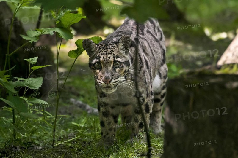 Mainland clouded leopard (Neofelis nebulosa) arboreal, solitary and nocturnal cat native from the Himalayas to Southeast Asia into South China