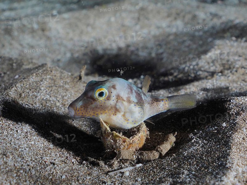 Pointed puffer fish (Canthigaster rostrata) at night, El Cabron marine reserve dive site, Arinaga, Gran Canaria, Spain, Atlantic Ocean, Europe