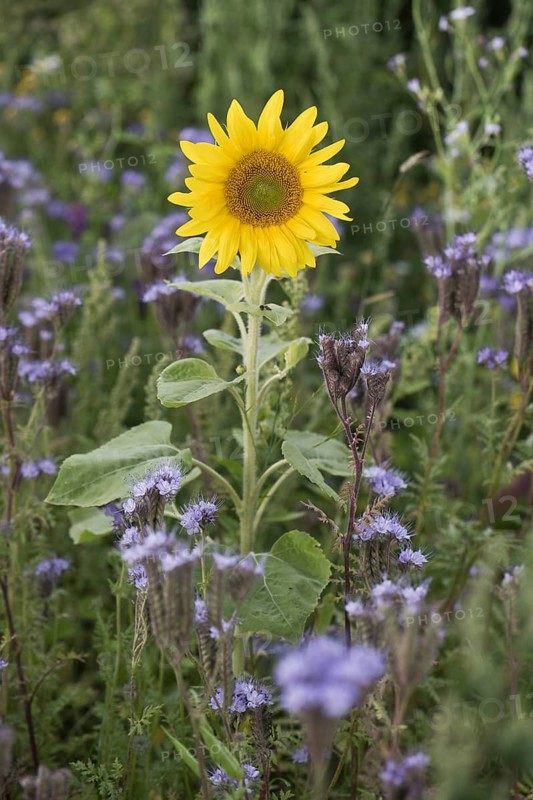 Sunflower (Helianthus annuus) and bee friend (Phacelia tanacetifolia), Emsland, Lower Saxony, Germany, Europe