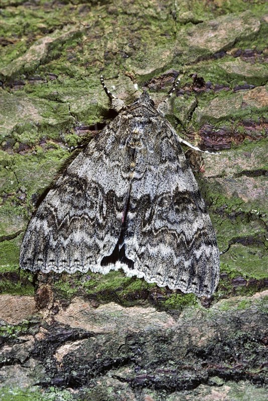 Red Underwing (Catocala nupta) moth on tree bark, Belgium, Europe