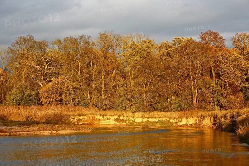Autumn in the floodplain, view of a river gravel bank and steep banks of the river Mulde near Dessau-RoÃŸlau, natural dynamics of a river, primary habitat for rare and highly specialised animals and plants such as Little Ringed Plover (Charadrius dubius), Sand Martin (Riparia riparia), Bee-eater (Merops apiaster), giant riverbank spider (Arctosa cinerea), Middle Elbe Biosphere Reserve, Saxony-Anhalt, Germany, Europe