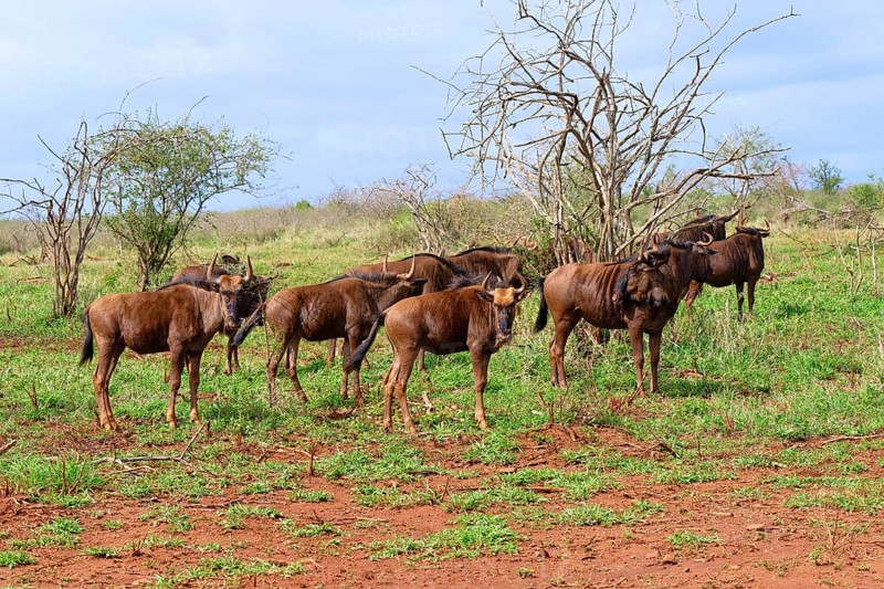 Group of Blue wildebeest (Connochaetes taurinus taurinus), common wildebeest or brindled gnu, Kwazulu Natal Province, South Africa, Africa