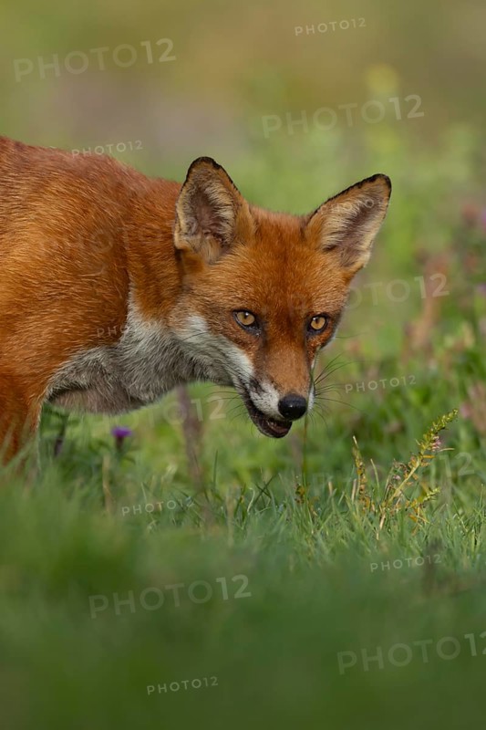 Red fox (Vulpes vulpes) adult animal head portrait, Essex, England, United Kingdom, Europe