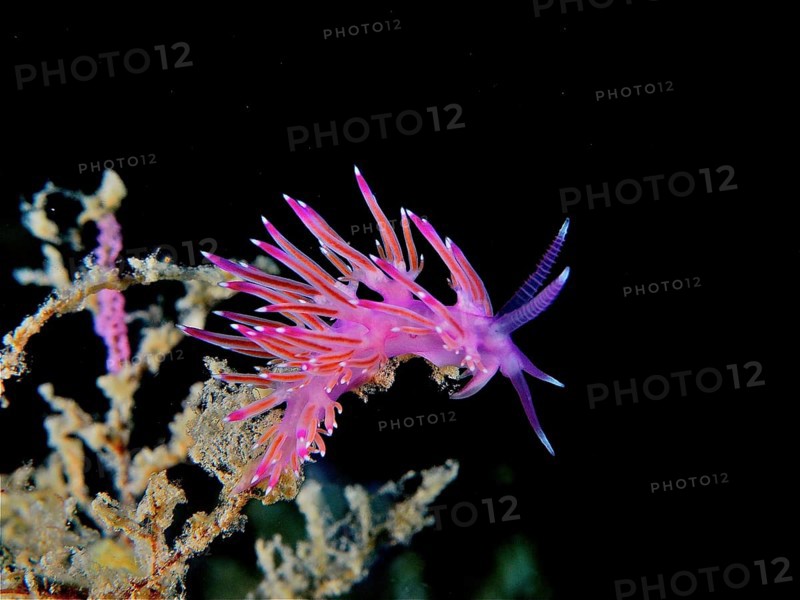 Violet thread snail (Flabellina affinis), pink thread snail, dive site marine reserve Cap de Creus, Cadaques, Costa Brava, Spain, Mediterranean Sea, Europe
