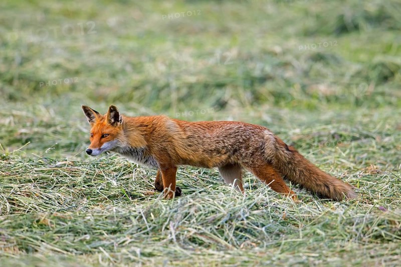 Solitary red fox (Vulpes vulpes) hunting mice in freshly mowed meadow, cut grassland in summer