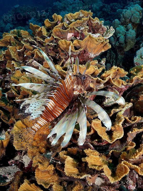 Pacific red lionfish (Pterois volitans) in yellow scroll coral (Turbinaria reniformis), Marsa Shona reef dive site, Egypt, Red Sea, Africa