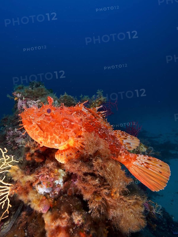 Large red scorpionfish (Scorpaena scrofa), sea sow, in the Mediterranean near Hyères. Dive site Giens Peninsula, Côte dAzur, France, Europe