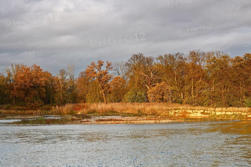 Autumn in the floodplain, view of a river gravel bank and steep banks of the river Mulde near Dessau-RoÃŸlau, natural dynamics of a river, primary habitat for rare and highly specialised animals and plants such as Little Ringed Plover (Charadrius dubius), Sand Martin (Riparia riparia), Bee-eater (Merops apiaster), giant riverbank spider (Arctosa cinerea), Middle Elbe Biosphere Reserve, Saxony-Anhalt, Germany, Europe