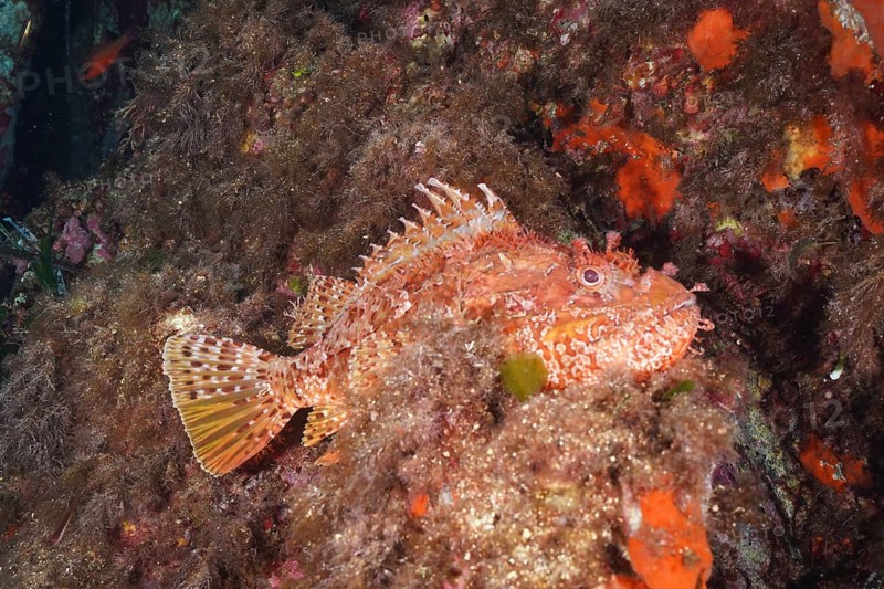 Large red scorpionfish (Scorpaena scrofa), sea sow, in the Mediterranean near Hyères. Dive site Giens Peninsula, Côte dAzur, France, Europe
