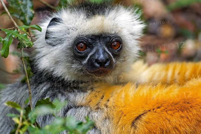 Diademed sifaka, diademed simpona (Propithecus diadema) juvenile in tree, Andasibe-Mantadia National Park, Moramanga, Alaotra-Mangoro, Madagascar, Africa
